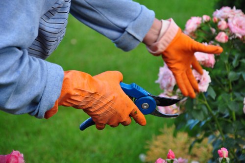 Expert trimming service working on a hedge in Greenwich